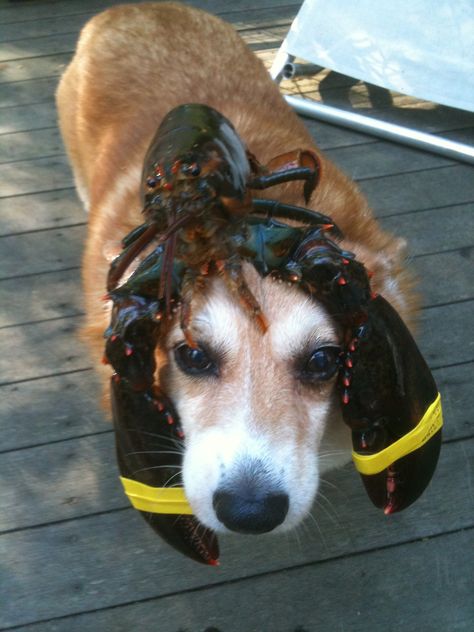 Lobster Cute, Cute Lobster, Goofy Dog, Animatronic Fnaf, Maine Coast, Puppies And Kitties, Paws And Claws, Silly Dogs, Funny Dog Pictures