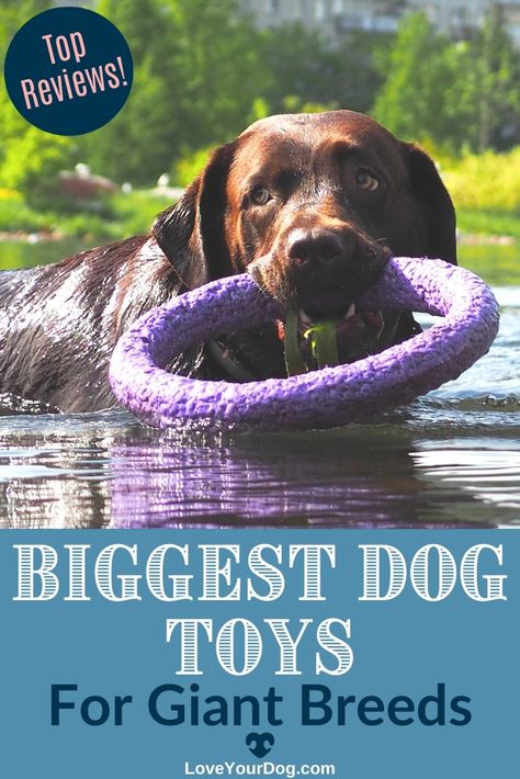 Toys For Big Dogs, Strong Dog Toys, Big Dog Toys, Biggest Dog, Giant Dog Breeds, Outside Dogs, Big Puppies, Giant Breeds, Durable Dog Toys