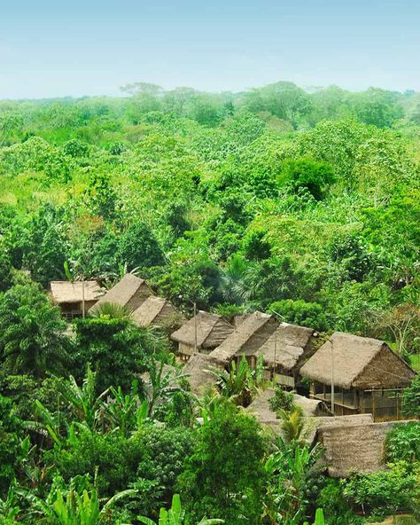 Rainforest Village, Rainforest Tribes, Rainforest People, Rainforest Pictures, Borneo Rainforest, Rainforest Plants, Amazon Forest, Rainforest Animals, Wildlife Pictures