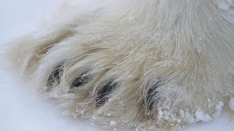 Polar Bear Characteristics: Fur, Skin, Paws, Claws, and Weight - Polar Bears International Polar Bear Paw, Polar Bear Fur, Male Bear, Animal Eyes, Mother Bears, Paws And Claws, Human Interaction, Bear Paws, Polar Bears