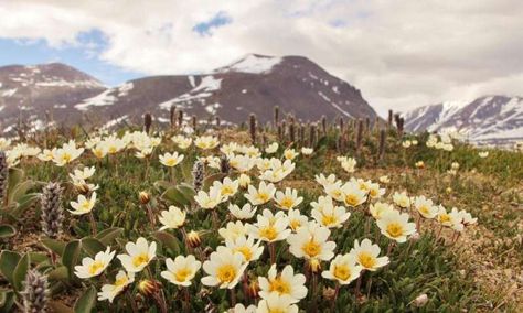 Flies are the key pollinators of the High Arctic. This finding offers cause for concern, as arctic fly abundances are declining as the Arctic continues to warm. Researchers used sticky flower mimics to identify the main pollinators of Mountain avens (Dryas), a flower abundant in the Arctic. Arctic Druid, Arctic Plants, Arctic Flowers, Mountain Avens, House Fly, Arctic Hare, Arctic Tundra, The Longest Journey, Drawing Flowers