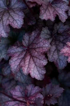 Heucheras are more or less evergreen, clump-forming herbaceous perennials.  Heuchera micrantha 'Plum Pudding' is a particular favourite of mine and my clients.  It forms a compact clump of lobed, deep beetroot-purple dusted with silvery-grey leaves and slender stems to 60cm bearing insignificant white flowers.  It requires a position in full sun or partial shade in moist but well-drained soil where it will make a height & spread of 0.1-0.5cm in two to five years. Purple Leaves Plants, Cora Bells, Dust Purple, Plum Leaves, Color Uva, Dark Spring, Dark Foliage, Hydrangea Petiolaris, Purple Foliage