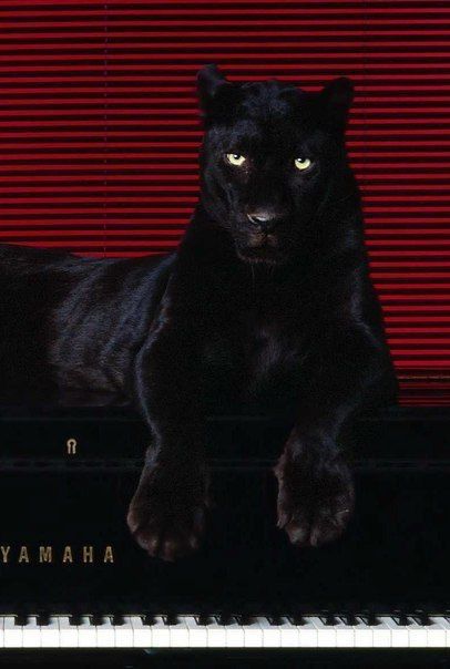 Iphone 7+ Black, Panther Leopard, Black Hd Wallpaper, Iphone Wallpaper Cat, A Black Cat, Pop Art Wallpaper, Red Leopard, Dark Feminine, Black Cartoon