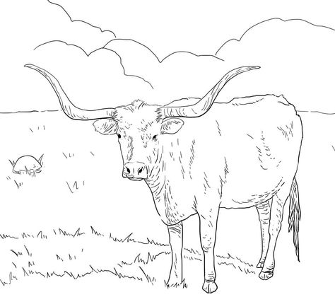 Longhorn Steer Art, Long Horn Drawing, Longhorn Drawing, Cute Animal Coloring Pages, Texas Longhorn Cow, Cow Coloring Pages, Longhorn Steer, Cow Colour, Longhorn Cow