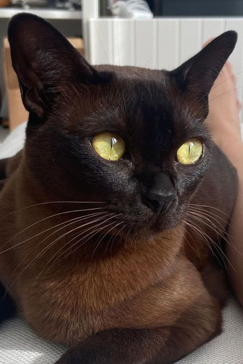 Burmese Cats, Cats Anime, Fierce Animals, Burmese Cat, Food Cat, Types Of Cats, House Cat, Funny Animal Photos, Puppies And Kitties