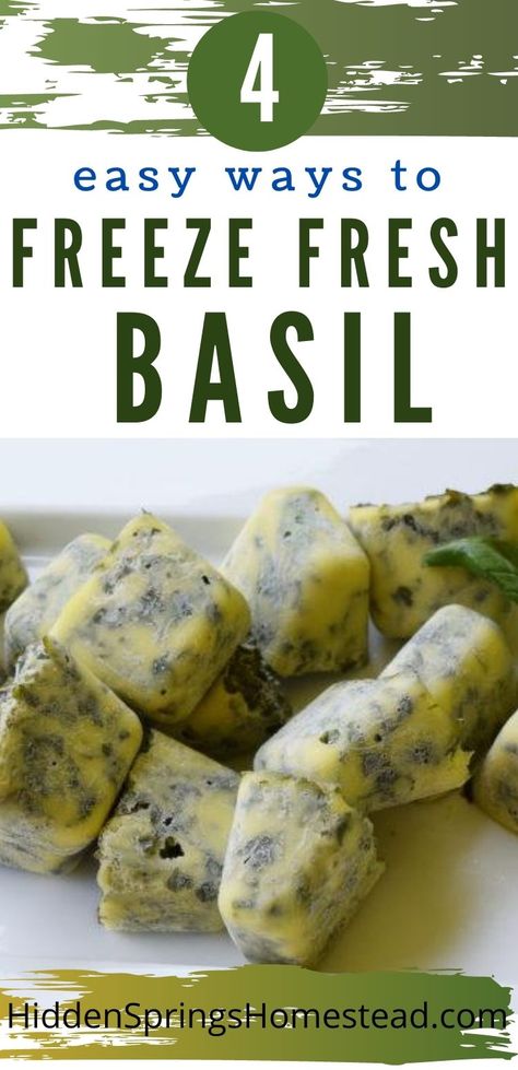 Learn how to freeze fresh basil with olive oil in ice cube trays as well as 3 other ways.  Save money by freezing your own fresh basil. Basil Freezer Recipes, Basil Ice Cubes, How To Freeze Basil Leaves Ice Cubes, Freeze Basil In Olive Oil, How To Freeze Basil Fresh Herbs, Freeze Basil Leaves Ice Cubes, Freezing Pesto Ice Cubes, Freeze Herbs In Ice Cube Trays, Freezing Basil In Olive Oil