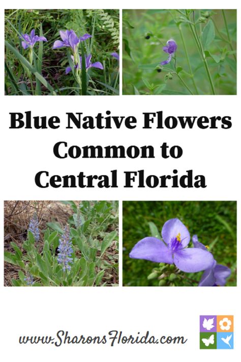 Blue native flowers common to central Florida. Blue Flag Iris, Blue Wildflowers, Native Flowers, Central Florida, Native Plants, Blue Flower, Go Out, Blue Flowers, Perennials