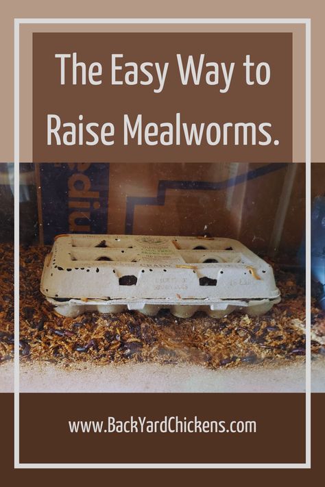 I have been raising mealworms for about six months now. In this article, I will show you how to raise the worms easily and without making all the mistakes I made. Growing Mealworms For Chickens, How To Raise Mealworms, Raising Mealworms For Chickens, Diy Mealworm Farm, Heavy Bloomer Chicken, Mealworms Raising, Mealworm Farm Setup, Mealworm Farm Diy, Meal Worms For Chickens