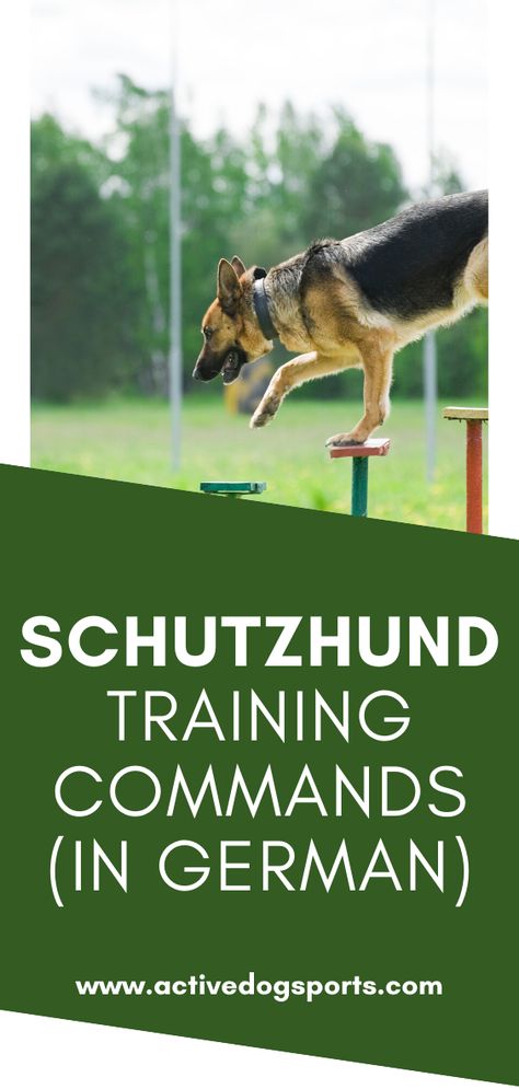 If you choose Schutzhund training for your dog, good chance he’ll learn German commands. Schutzhund, or protection dog in German, originated in Germany. In fact, if your dog learns German commands, you’ll need to learn them, too.  So, what are the basic Schutzhund training commands? Dog Commands In German, German Commands For Dogs, Tactical Dog Training, Schutzhund German Shepherd, German Dog Commands, Schutzhund Training, Protection Dog Training, Dog Commands Training, Puppy Training Guide