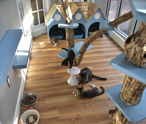 HausPanther.com |  Just Cats Clinic in Reston VA Gets Catified! |  Wow!  The Clinic uses this playroom for adoptable kitties from the local rescue organizations. Cat Hotel, Shelter Design, Pet Hotel, Cat Enclosure, Animal Room, Cat Condo, Cat Cafe, Cat Room, Cat Playing