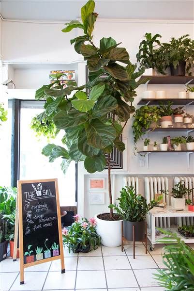 This is the plant I want for you. Likes full sun.  About $120 at nursery. Fiddle Leaf Fig tree Pinterest Plant, Tall Indoor Plants, Easy House Plants, Large Indoor Plants, Indoor Tree, Fiddle Leaf Fig Tree, Indoor Trees, Best Indoor Plants, Indoor Gardens