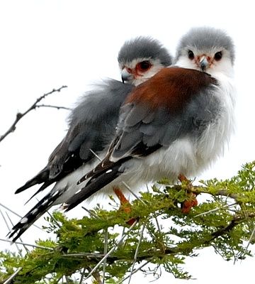 Pygmy Falcon, South African Birds, World Birds, Animal Groups, Kestrel, Funny Birds, Backyard Birds, All Birds, Colorful Birds