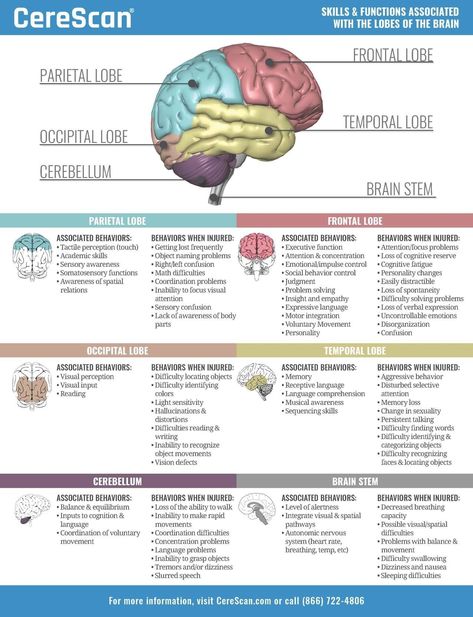 Brain function Brain Stem Function, Brain Structure And Functions, Brain Parts And Functions Psychology, Brain Function Chart, Brain Anatomy And Function Notes, Psychology Brain Structure, Behavioral Neuroscience Notes, Parts Of The Brain And Function, Brain Research