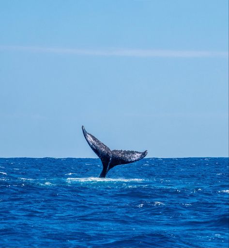 Micalea Smeltzer, Time Travel Books, Hervey Bay, Water Animals, Give Birth, Winter Home, Humpback Whale, Oahu Hawaii, Instagram Blog