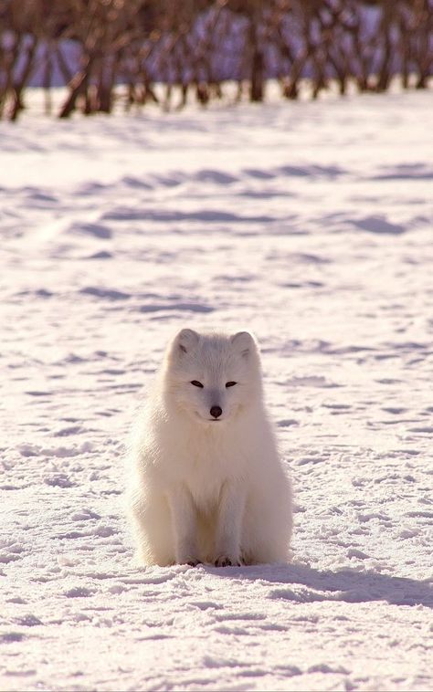 Nature Aesthetic Animals, Photo Compilation, Fox White, Arctic Fox, Nature Aesthetic, Nature Wallpaper, Fox, Animals, Nature