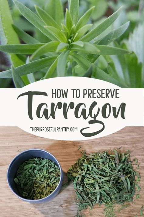 How to Preserve Tarragon - freezing, dehydrating, infusing, etc. it's so easy to do! #dehydratingtarragon #prepserveherbs #thepurposeuflpantry Tarragon Uses, Tarragon Plant, Tarragon Recipes, Storing Herbs, Herb Growing, Preserving Herbs, Dehydrated Fruit, Dehydrated Food, Food Preservation