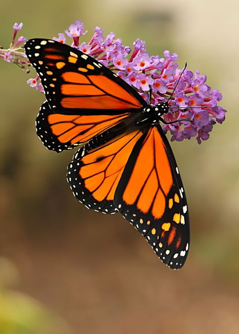 Butterfly Reference Photo, Monarch Butterflies Photography, Monarch Butterfly Art, Butterflies Photography, Monarch Butterflies Art, Photo Papillon, Insect Clipart, Butterfly Monarch, Butterfly Photography