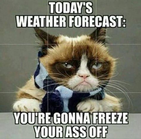 Today's Forecast: You're Gonna Freeze Your Ass Off Morning Funnies, Cold Weather Memes, Cold Weather Funny, Cold Weather Quotes, Winter Humor, Grumpy Cat Quotes, Weather Memes, Weather Quotes, Cat Humor