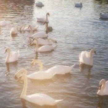 Terrence Loves You, Fotografi Vintage, Pink Vintage, Swans, Aesthetic Photo, Pretty Pictures, Mood Boards, Aesthetic Pictures, Mood Board