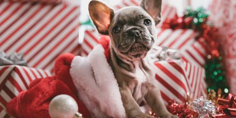 Top 5 Trending Holiday Décor Themes - Luxe Beat Magazine Christmas Chaos, Christmas Puppies, Rustic Christmas Gifts, Cat Christmas Stocking, French Country Christmas, Doll Scenes, Santa Cat, Christmas Wallpaper Backgrounds, Puppy Play