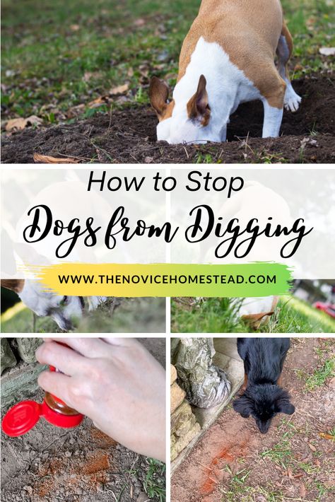 Digging Box For Dogs, How To Keep Dogs From Digging Out Fence, Stop Dog Digging Holes Yards, How To Stop A Dog From Digging, How To Keep A Dog From Digging, How To Keep Dogs From Digging, Keeping Dogs Out Of Garden, Stop Dog From Digging Holes In Yard, How To Stop Dogs From Digging