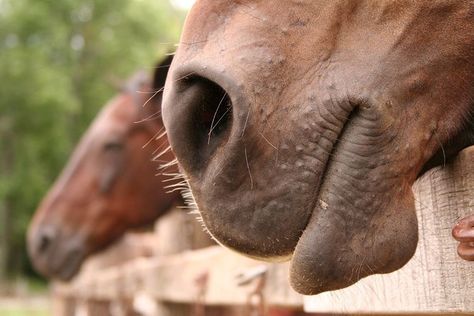 Equine Aesthetic, Snowflake Appaloosa, Horse Muzzle, Horse Nose, Horse Mouth, Self Portrait Drawing, Interesting Perspective, Head Study, Horse Heads