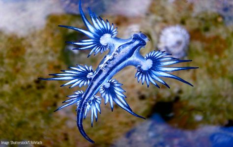 Also known as the blue dragon, sea swallow or blue angel, the blue glaucus is a species of brightly colored sea slug (nudibranch). Blue Sea Slug, Glaucus Atlanticus, Creature Marine, Deep Sea Creatures, Sea Slug, Beautiful Sea Creatures, Sea Dragon, Most Beautiful Animals, Aquatic Animals