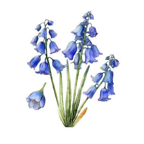 Bluebell Flowers, Blue Bell Flowers, Forest Illustration, Flower Sketches, Cottage Art, Watercolor Flower Art, Flowers Watercolor, Watercolor Paint, Book Art Drawings