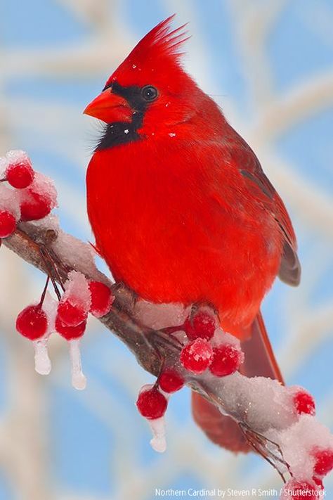 Cardinal in winter Cardinal Pictures, Cardinal Birds Art, Winter Cardinal, State Birds, Winter Bird, Christmas Bird, Cardinal Birds, Wooden Jigsaw Puzzles, Red Bird