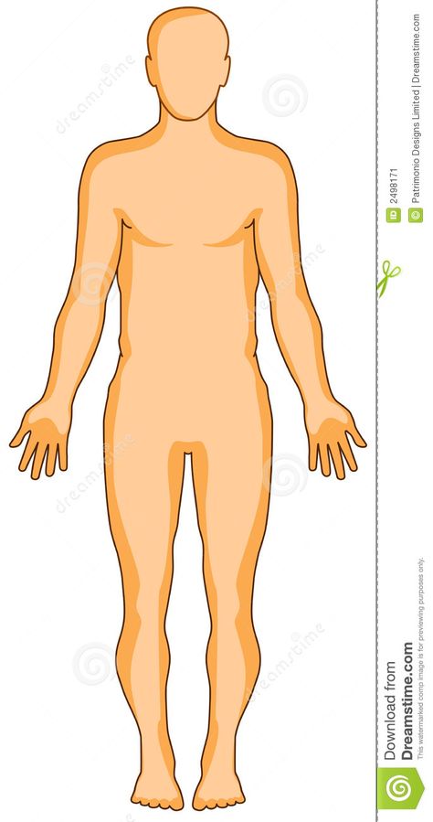 Human anatomy figure. Vector illustration showing the human anatomy #Sponsored , #anatomy, #figure, #human, #showing, #Human Human Anatomy Illustration, Children Fashion Sketch, The Human Anatomy, Anatomy Illustration, Human Body Organs, مشروعات العلوم, Body Diagram, Human Body Art, Human Body Anatomy