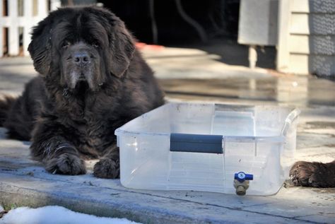 DIY Muddy Dog Paw Wash Station Dog Paw Cleaning Station, Dog Paw Cleaner, Cleaning Station, Wash Station, Muddy Dog, Dog Washing Station, Dog Diy, Paw Cleaner, Dog Itching