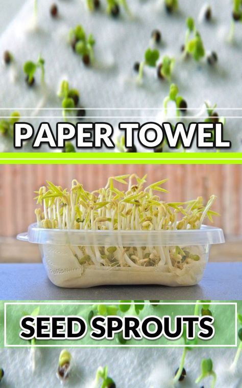 starting seeds growing with paper towels Bell Pepper Seeds Paper Towel, Germinate Seeds Paper Towel, Growing Green Peppers, Sprouting Chia Seeds, Growing Chia Seeds, Growing Jalapenos, Bell Pepper Seeds, Growing Lettuce Indoors, Sprouted Seeds