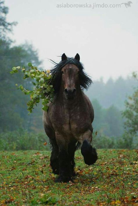 Draft horse Belgian Draft, Belgian Draft Horse, Clydesdale Horses, Draft Horse, Big Horses, Most Beautiful Horses, Work Horses, Majestic Horse, All The Pretty Horses