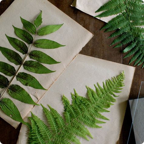 With a bit of patience, a few Fern leaves and a photo frame you have a fun DIY project with an original result. Pressed Botanicals, Pressed Leaves, Fern Leaves, Pressed Flower Art, Design Sponge, Nature Crafts, Arte Floral, Cool Diy Projects, Plant Wall