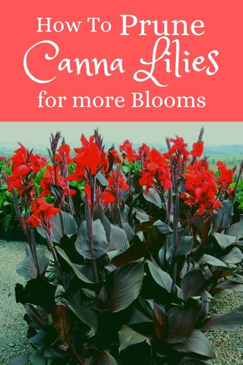 Canna Flower Bed, Canna Lily Companion Plants, Lily Landscaping Ideas, Cana Lily In Pots, Canna Lily Landscaping Ideas, Canna Lily Container, Lily Companion Plants, Canna Lily Container Pots, Cannas Plant