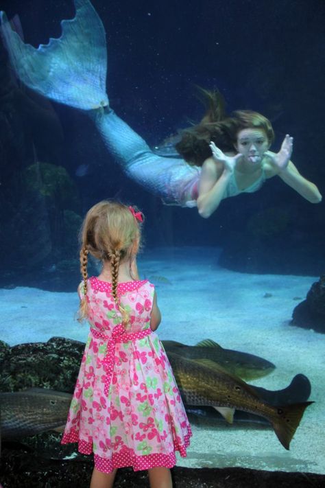 Jackie is amazing!! Mermaid World Aesthetic, The Litter Mermaid Live Action, Mermaid In Aquarium, Aquarium Mermaid Show, Professional Mermaid Aquarium, Mermaids Swimming Underwater, Mermaid Photography, Mermaid Core, Therian Stuff