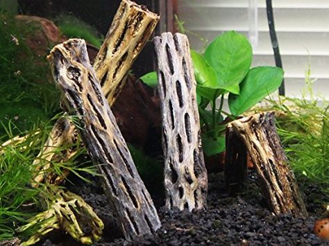 Shelly's Super Spiffy Stuff : Modern Contemporary Fish Tanks And Accessories Hollow Decorations, Tank Terrarium, Terrarium Tank, Fish Tank Terrarium, Aquarium Driftwood, Fish Supplies, Fish House, Driftwood Decor, Terrarium Decor