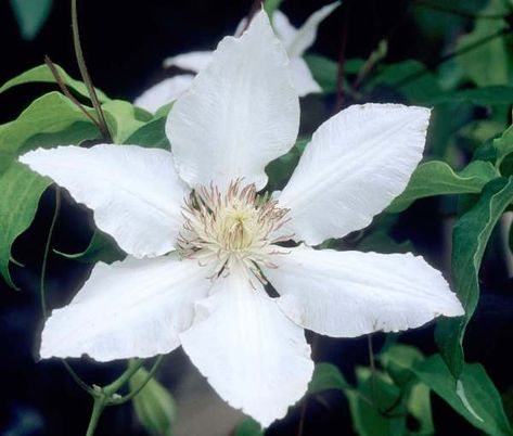 Shade tolerant-  use in woodland garden. Free-flowering, Clematis 'Hyde Hall' is a compact deciduous climber with luminous, creamy-white flowers, 5-7 in. across (12-18 cm), adorned with a pale green bar and a central tuft of pinkish brown anthers. The sepal edges are delicately ruffled, enli Clematis White, Clematis Plant, Clematis Paniculata, White Clematis, Climber Plants, Clematis Montana, Flower Vines, Clematis Plants, Clematis Flower