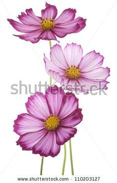 COSMOS flower tattoos | cosmos flower tattoo cosmos flowers tattoo watercolor flower beauti ... Cosmos Flowers, Flower Sketches, Watercolor Flowers Paintings, Flower Art Painting, Watercolor Flower, Flower Pictures, Botanical Illustration, Flower Tattoos, Botanical Art