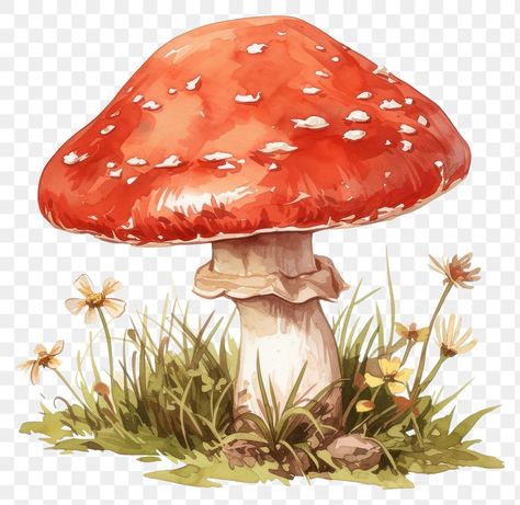 Red Mushroom Art, Watercolour Mushroom, Mushrooms Aesthetic, Mushroom Amanita, Aesthetic Pngs, Mushroom Png, Mushroom Illustration, Red Mushrooms, Glowing Mushrooms