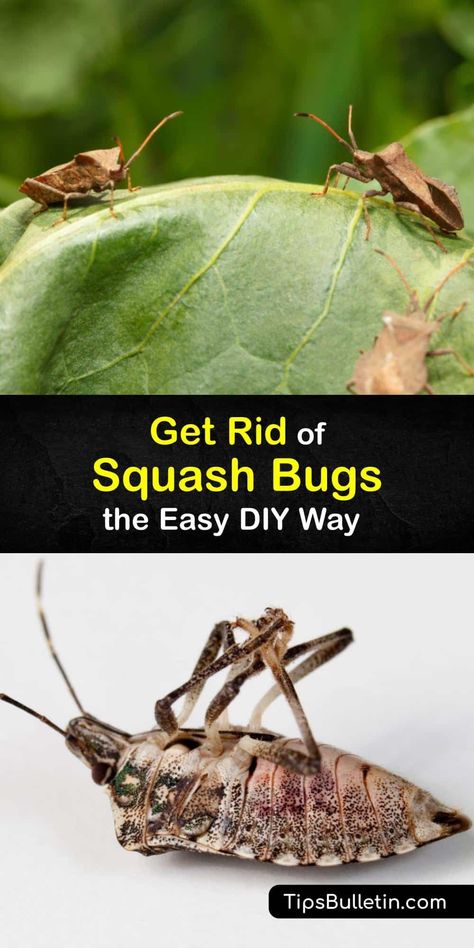 The presence of one adult squash bug in your garden should be cause for concern because one can easily turn into a squash bug infestation. Discover ways to get rid of squash bug eggs and nymphs using neem oil and other natural options #squash #bugs #getridof How To Get Rid Of Squash Bugs, Get Rid Of Squash Bugs, Squash Vine Borer How To Get Rid, Cucumber Beetles How To Get Rid Of, How To Get Rid Of Squash Bugs In Garden, Squash Bug Spray, Squash Bugs Prevention, Natural Bug Repellent For Vegetable Garden, Beneficial Garden Bugs