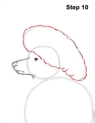 Poodle Dog Drawing 10 Poodle Dog Drawing, Drawing Instructions, Poodle Dog, Learn How To Draw, Dog Drawing, Step By Step Drawing, To Draw, Step By Step, Drawings