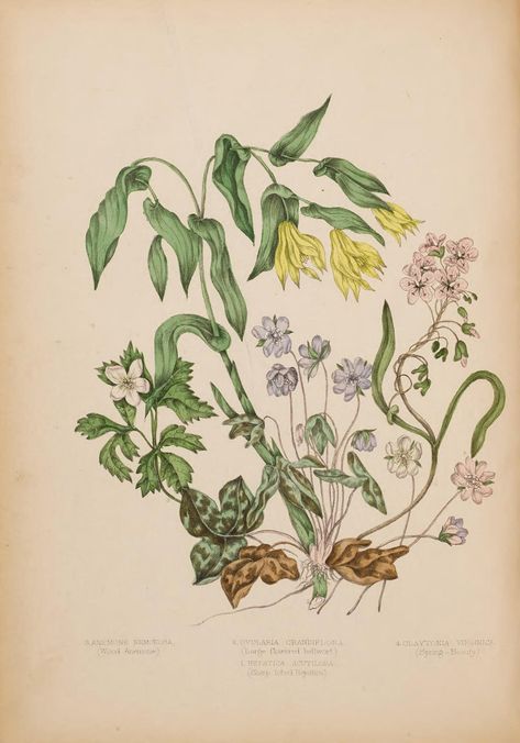 n99_w1150 | Canadian wild flowers Montréal :J. Lovell,1868.… | Flickr Catherine Parr, Wild Flowers, Flowers