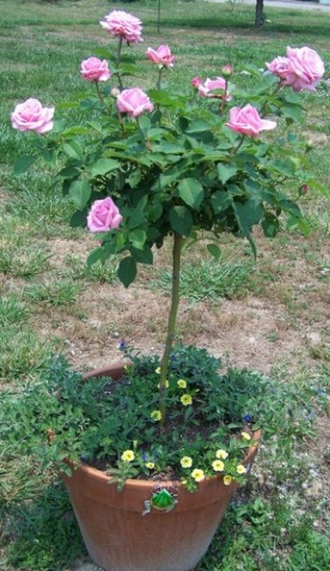 Rose trees are hybrid roses that have been grown to look like a tree. They range in size from 3 feet to 6 feet tall and come in many colors; there are even weeping rose trees.... Rose Plant Care, Patio Trees, Rose Tree, Bonsai Seeds, Rose Care, Garden Fun, Pink Tree, By Any Means Necessary, Rose Trees