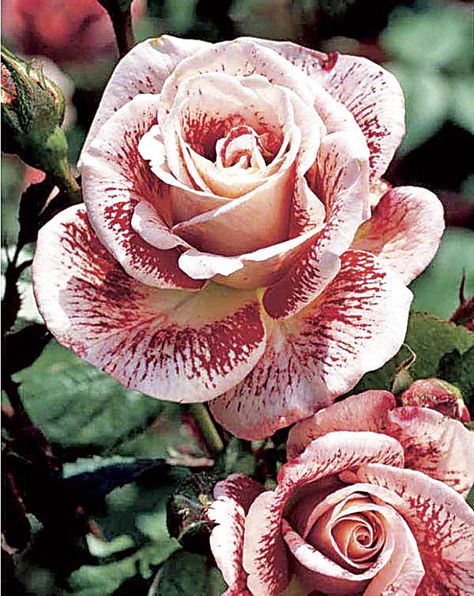 rosier buisson - Google Търсене Hybrid Tea Rose, Rose Seeds, Rainbow Roses, Growing Roses, Have Inspiration, Hybrid Tea Roses, Rare Flowers, Flower Bouquets, Tea Roses