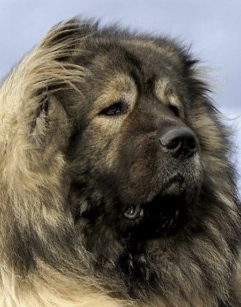 Caucasian Shepherd Aesthetic, Caucasian Dog, Russian Bear Dog, Velcí Psi, Russian Dogs, Caucasian Ovcharka, Russian Bear, Caucasian Shepherd Dog, Caucasian Shepherd