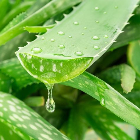 🌱 Fresh, Pure, Organic 🌱 Aloe Vera is one of nature’s best-kept secrets, known for its soothing and healing properties. It hydrates, heals, and leaves you with a natural glow. Embrace the purity of nature in your skincare routine. Your skin will thank you! 🌿 #SkinSypher #AloeVeraLove #NaturalHealing #OrganicBeauty #PureIngredients #ElaDePure Best Kept Secret, Natural Glow, Organic Beauty, Healing Properties, Natural Healing, Skincare Routine, Your Skin, Aloe Vera, Healing