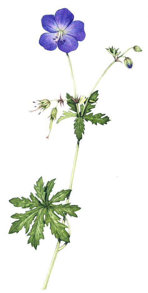 Botanical illustration Archives - Page 2 of 34 - Lizzie Harper Geranium Tattoo, Lizzie Harper, Hay Meadow, Geranium Pratense, Blue Geranium, Grass Species, Cranesbill Geranium, Wood Sorrel, Visual Library