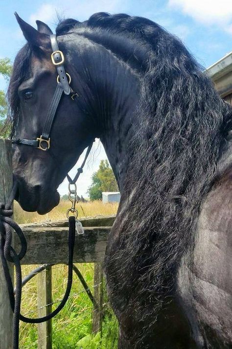 Frisian horse Julia Rodriguez, Quinceanera Green, Horse Hairstyles, Frisian Horse, Beautiful Horses Wild, Kathiyawadi Horse, Fav Animal, Homesteading Animals, Friesian Stallion