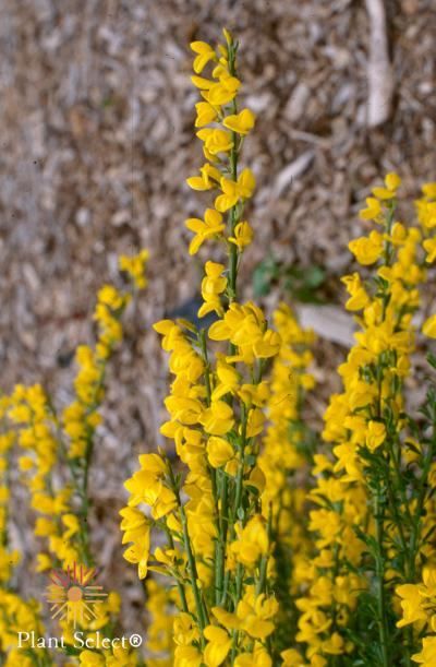 Spanish Gold Broom Spanish Broom Plant, Broom Flower, Broom Plant, Nice Backyard, Xeriscape Plants, Low Water Plants, Plant Shopping, Fragrant Garden, Inspiration For Painting